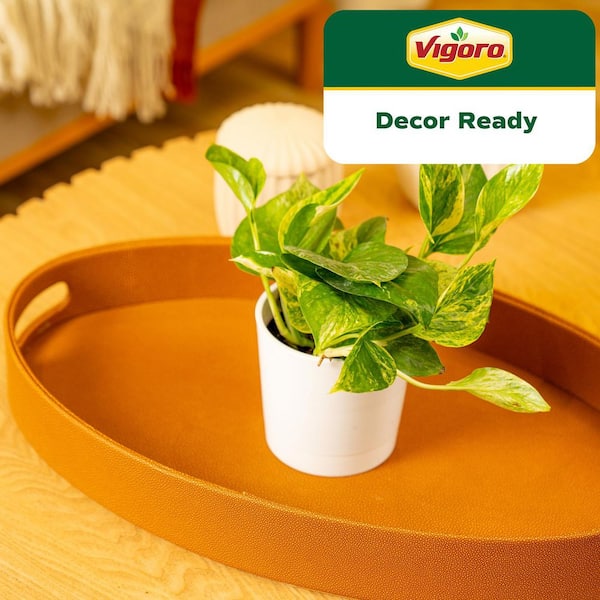 Grower's Choice Pothos Indoor Plant in 4 in. Decor Planter, Avg. Shipping Height 8 in. Tall