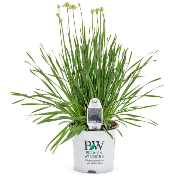 PROVEN WINNERS 0.65 Gal. 'Serendipity' Ornamental Onion (Allium), Live Plant,