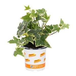 1 Pint Variegated Ivy Groundcover Plant