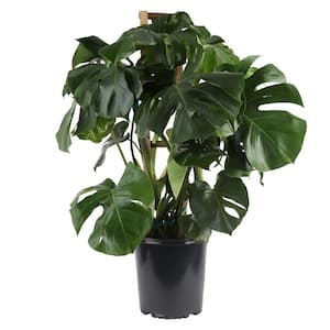 12 in. Philodendron Monstera Plant on Trellis in Pot