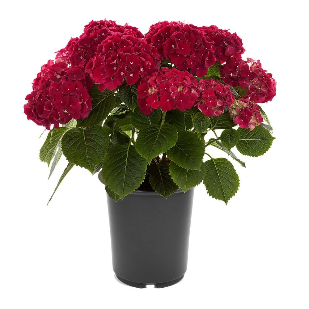 Unbranded. 2.5 QT Hydrangea macrophylla 'Hi Fire Red' Perennial