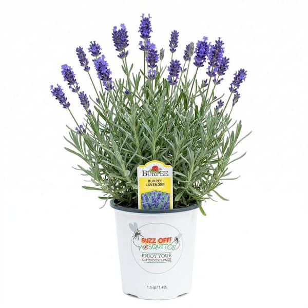 1.5 Qt. Herb Plant Lavender in 6 In. Deco Pot (2-Plants)