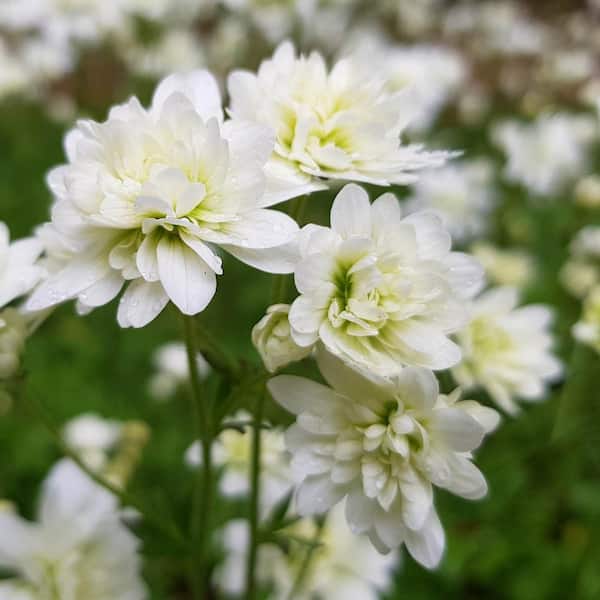 Van Bourgondien Fair Maids of France Saxifrage (Saxifraxa), Dormant Spring Flowering Bulbs (Set of 10 Bulbs)