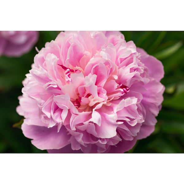 BELL NURSERY 2 Gal. Sarah Bernhardt Peony (Paeonia) Live Shrub with Pastel  Pink Double Blooms PEONY2SBP1PK - The Home Depot