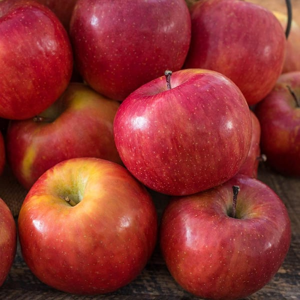 Red Delicious Apples Information and Facts