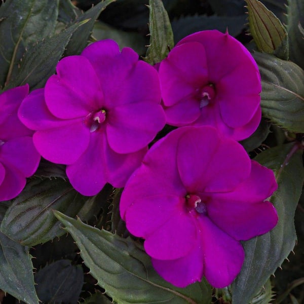 SunPatiens 18-Pack Compact Purple SunPatiens Impatiens Outdoor Annual Plant with Purple Flowers in 2.75 In. Cell Grower's Tray