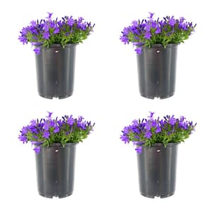 2.5 qt. Campanula Portenschlagiana Clockwise Blue Perennial Plant with Blue Flowers (4-Pack)