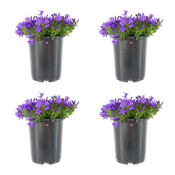 2.5 qt. Campanula Portenschlagiana Clockwise Blue Perennial Plant with ...