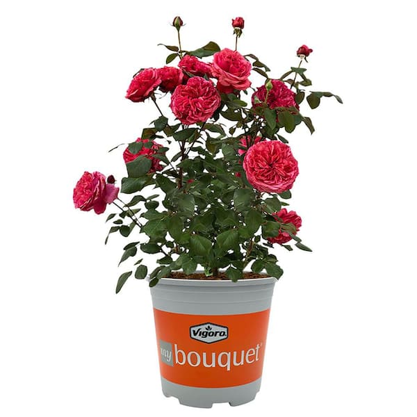 2 Gal. Loves Me Loves Me Not Rose Plant with Pink Flowers