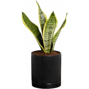 Snake Plant in Black Ceramic Fluted 5 Inch Pot - Low-Maintenance Houseplant, Pre-Potted with Premium Soil