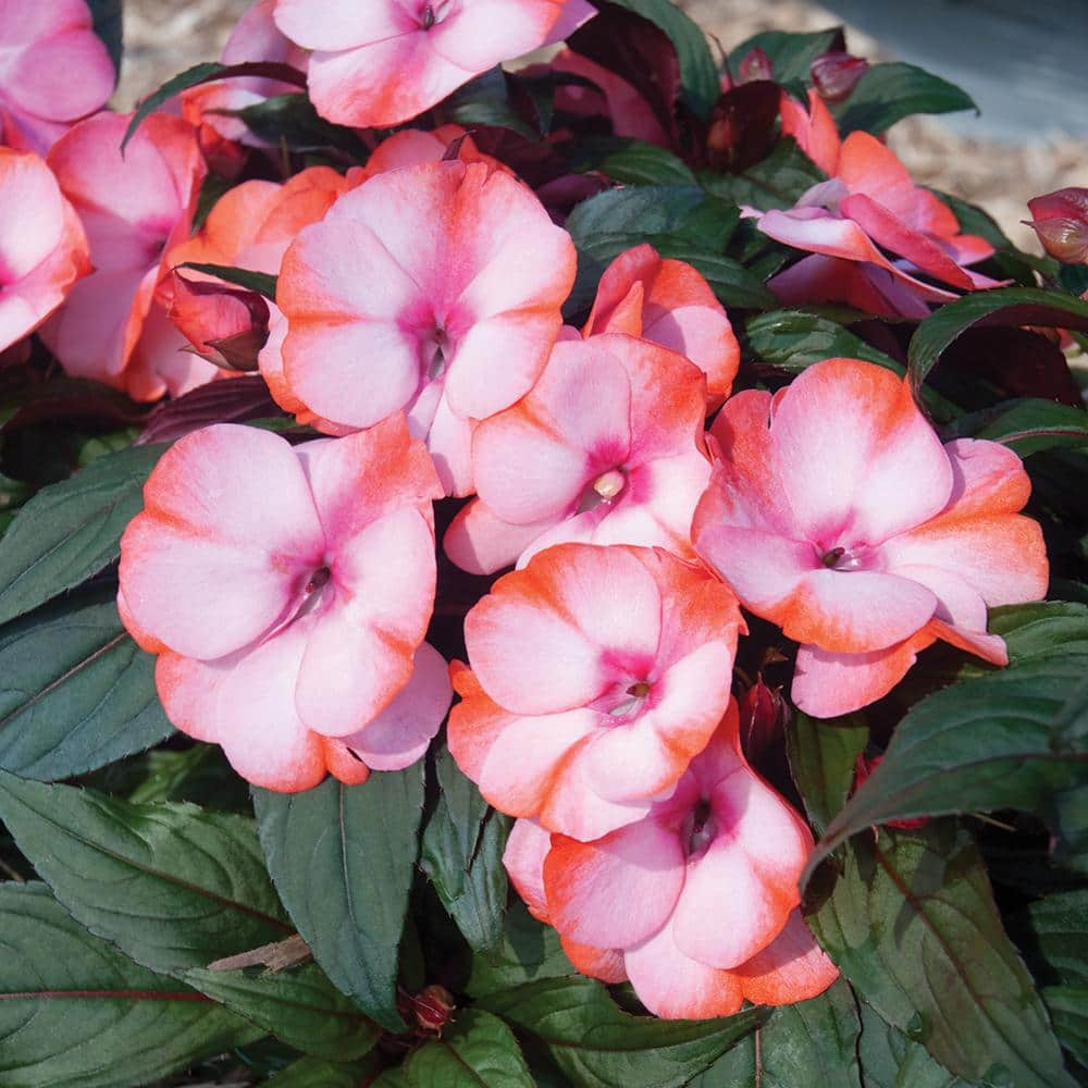 3 5 Pt Radiance Scarlet New Guinea Impatien 64079 The Home Depot   Annuals 64079 64 1000 