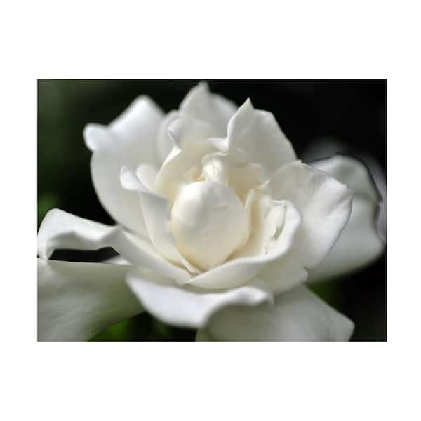 Trademark Fine Art Lovely Gardenia by Kurt Shaffer Floater Frame Nature Wall Art 32 in. x 24 in.