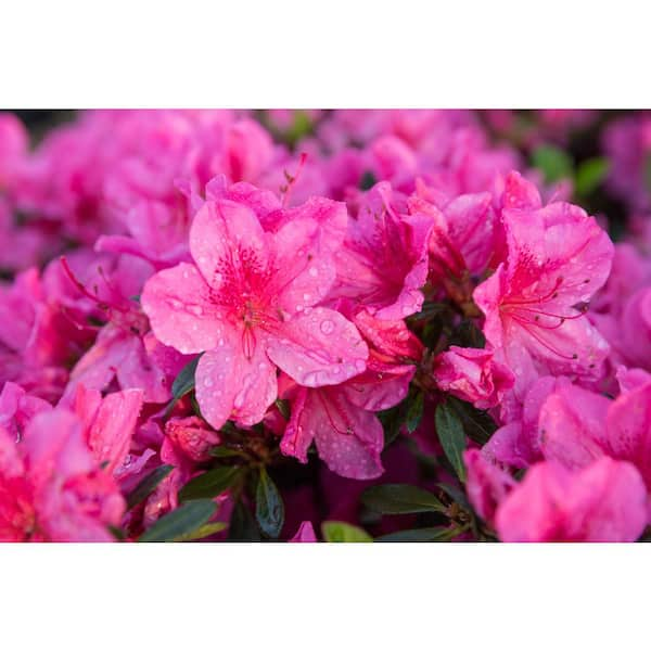 BELL NURSERY 1 Gal. Renee Michelle Azalea Live Flowering Evergreen ...