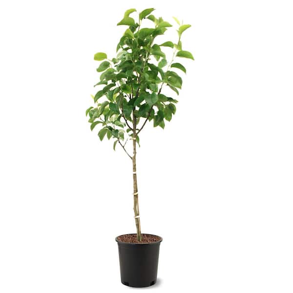 5 Gal. Shinseiki Pear Tree