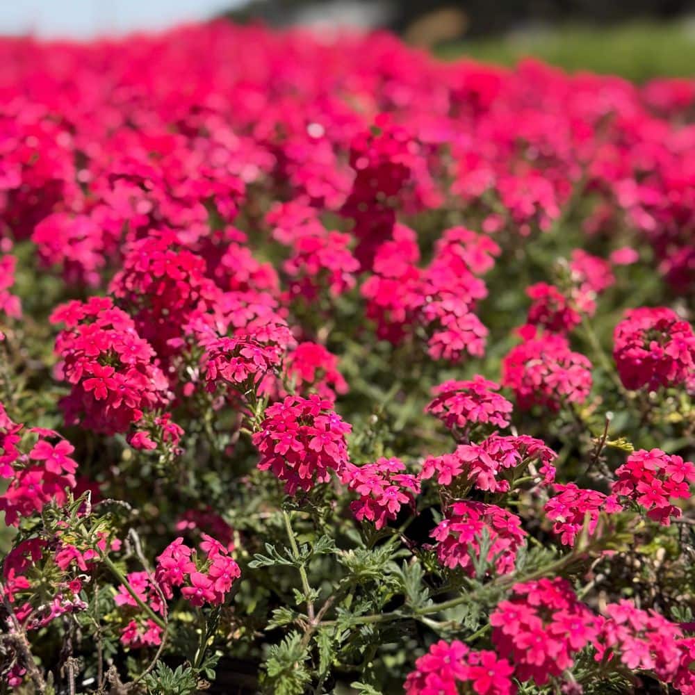 Alder & Oak #1 Container Verbena Peruviana 'Pink' Flowering