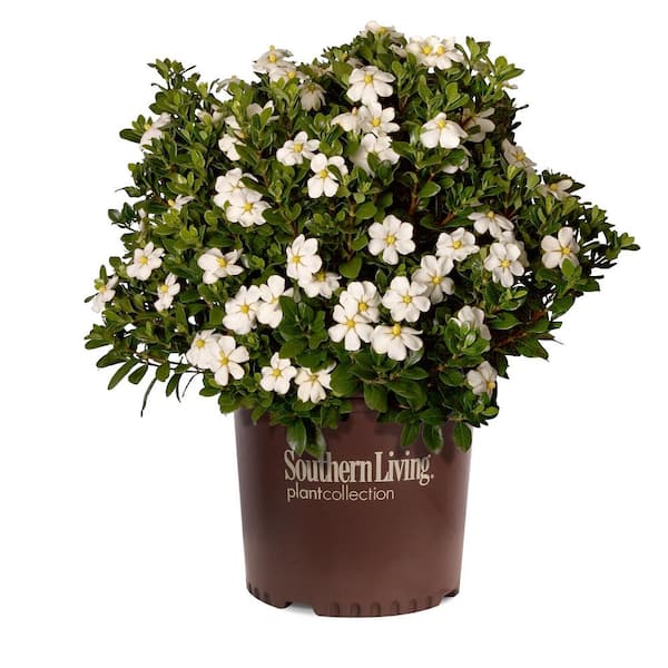 2 Gal. Scentamazing Gardenia - Live Evergreen Shrub with White Fragrant Blooms