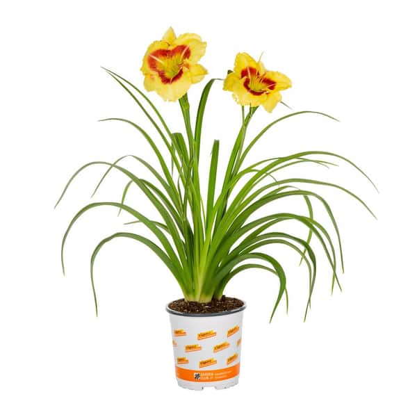 Vigoro 2 QT Hemerocallis Daylily 'Monterrey Jack' Yellow Perennial