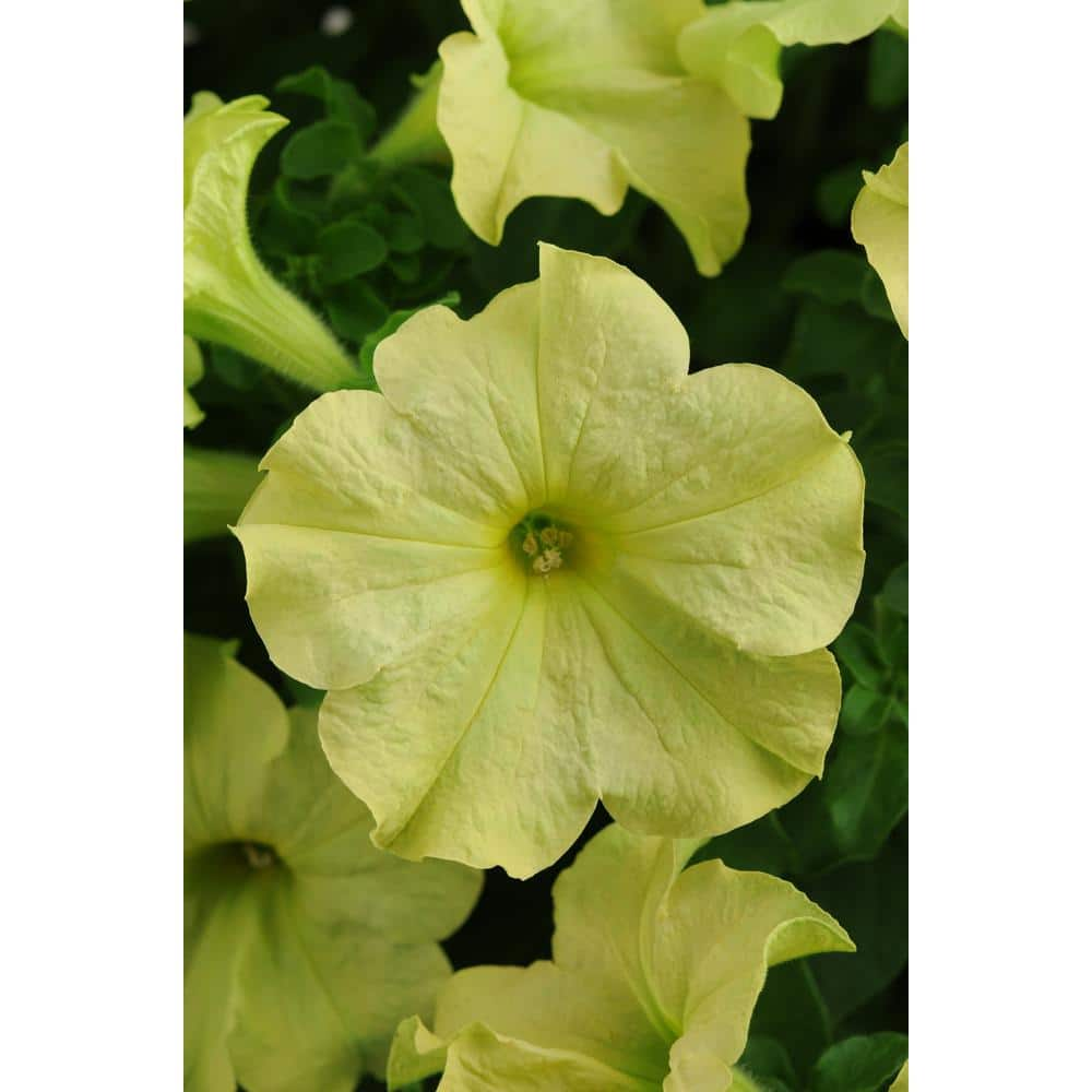 1.27 qt. Sophistica Lime Green Petunia Plant (6-Pack) 601362 - The Home ...