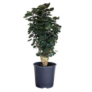 Aralia Fabian Live Indoor Outdoor Polyscias Bonsai Tree in 9.25 inch Grower Pot