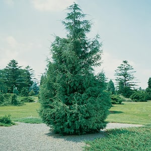 3 Gal. Leyland Cypress Holiday Shrub Plant