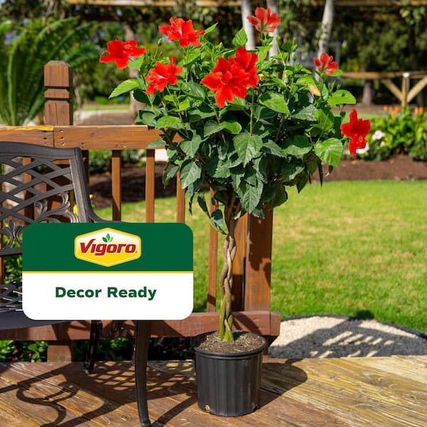 Grower's Choice Braided Hibiscus Tropical Plant in 2 Gal. Grower Pot, Avg Shipping Height 3-4 ft. Tall
