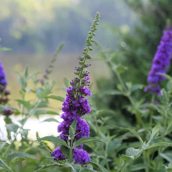 2 Gal. Miss Violet Buddleia Shrub with Dark Purple-Violet Flowers