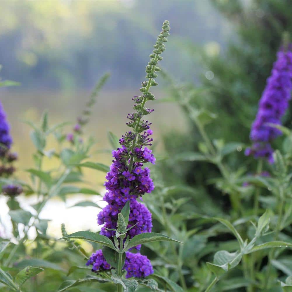 2 Gal. Miss Violet Buddleia Shrub with Dark Purple-Violet Flowers in Decorative Container price history on PriceWatchPro