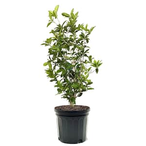 #7 Pot White Flowering Sweet Osmanthus Tea Olive Evergreen Shrub