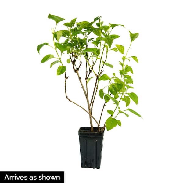 4 in. Pot Be Right Back Lilac (Syringa), Live Deciduous Potted Plant, Pink Flowering Shrub (1-Pack)