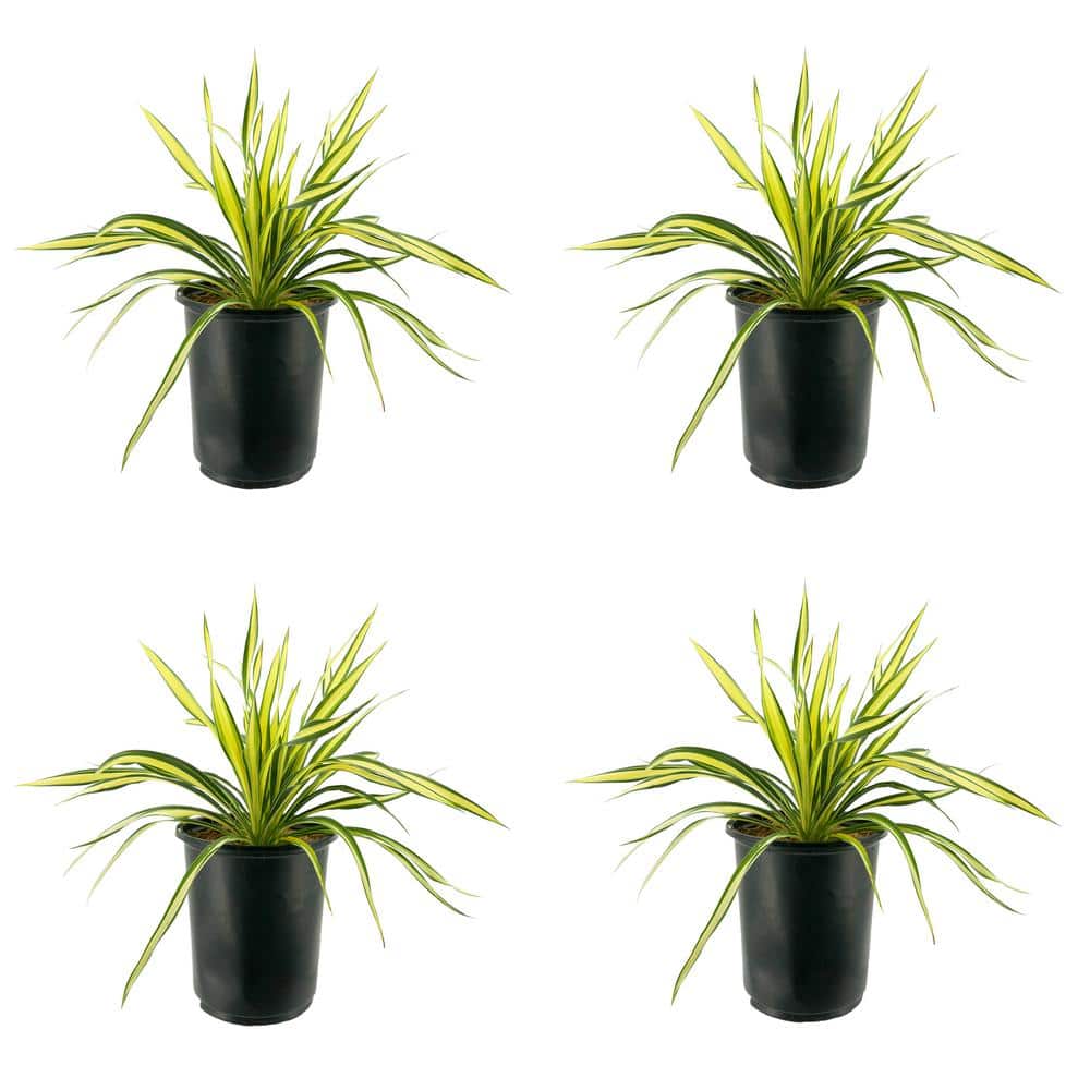 2.5 qt. Yucca Variegated Perennial (4-Pack)