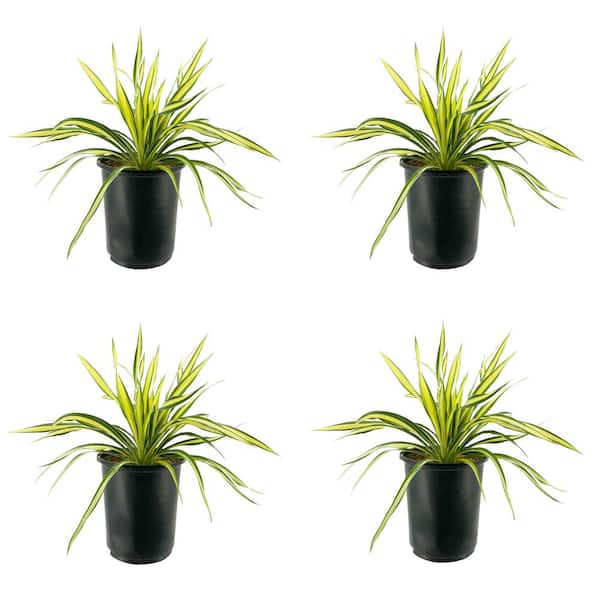Unbranded 2.5 qt. Yucca Variegated Perennial (4-Pack)