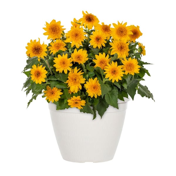 Vigoro 2 gal. Sunfinity Sunflower Double Yellow in Decorative Planter Yellow Annual Plant (1-Pack)