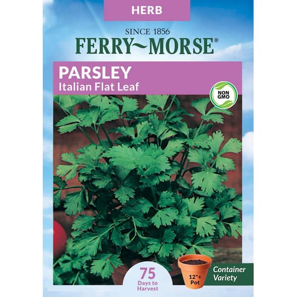 Parsley Italian Dark Green Herb Seed