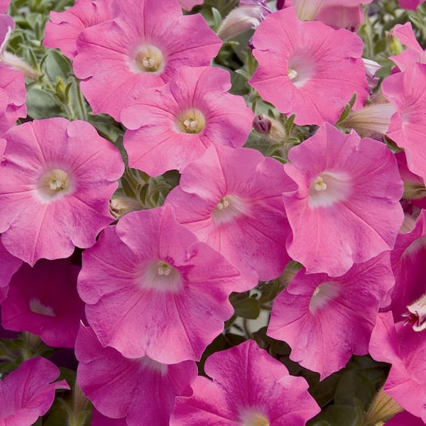 ALTMAN PLANTS 2.5 Qt. Rose and Salmon Petunia Plant #1