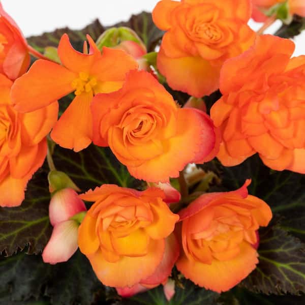 Vigoro 2 qt. Begonia I'Conia Bacio Orange Annual Plant (3-Pack