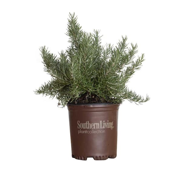 SOUTHERN LIVING 2.5 qt. Chefs Choice Rosemary Bush (Rosmarinus Officinalis) - Live Evergreen Herb Plant with Fragrant Foliage