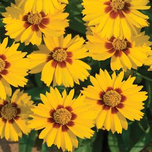 2.5 Qt. Lil Bang Enchanted Eve Yellow and Orange Tickseed Plant