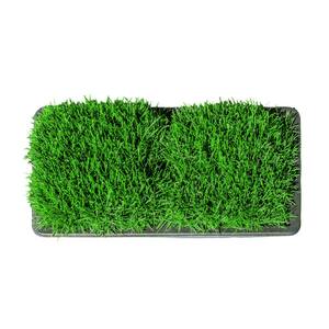 Fescue Grass Plugs (8-Count) Natural, Affordable Lawn Improvement