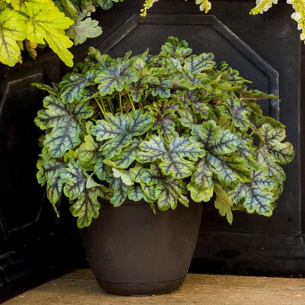 2.5 Qt. Tapestry Heucherella, Live Perennial Plant, Multi-color Foliage