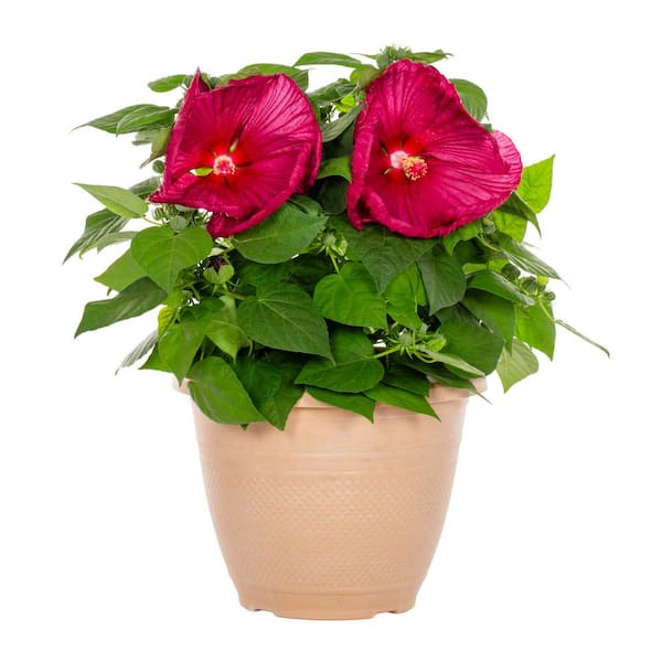 METROLINA GREENHOUSES 1.75 Gal. Hibiscus Luna Red Perennial Plant (1-Pack)  5087