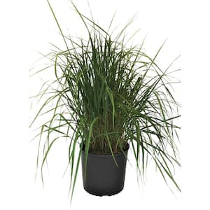 Feather Reed Grass (Calamagrostis x acutiflora) Karl Foerster