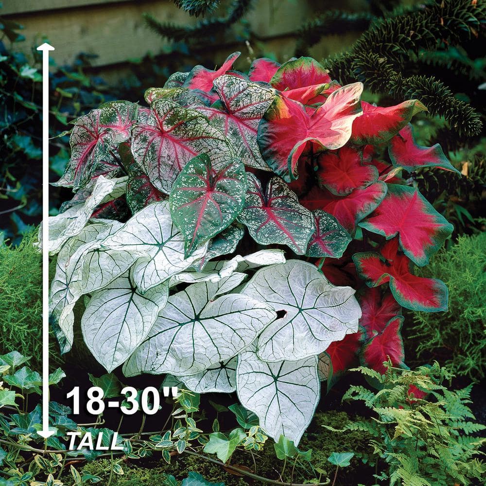 Mixed Caladium Bulbs with Vibrant Heart-Shaped Leaves, Pack of 10
