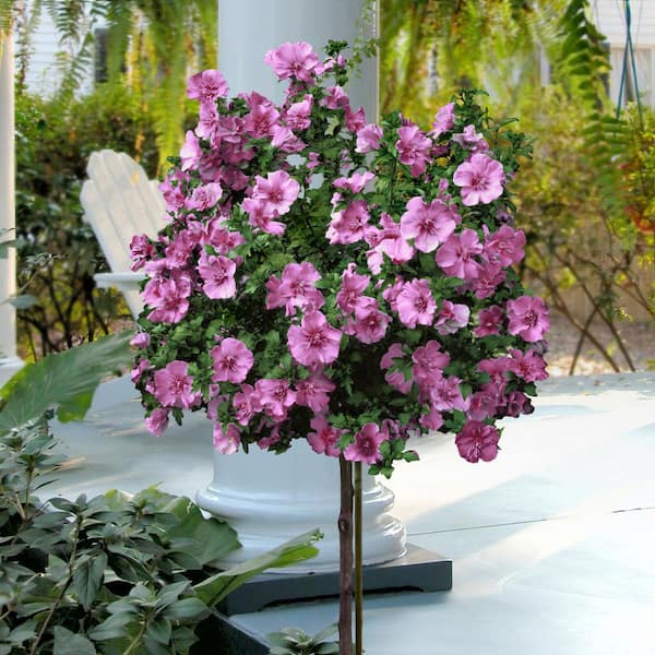 national PLANT NETWORK 2 Gal. Hibiscus Tahiti Tree with Pink Blooms (1-Plant)