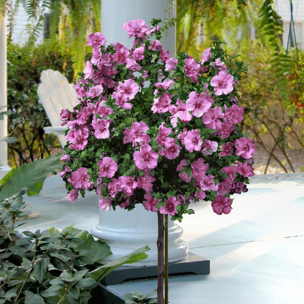 【haru plants】速達 Amazon.com : Hibiscus Bush Plant - Pink Flower - Overall