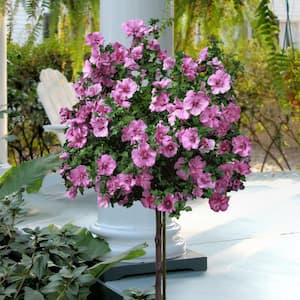 2 Gal. Hibiscus Tahiti Tree with Pink Blooms (1-Plant)
