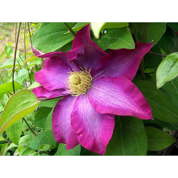 Clematis Pink Champagne-Live Plant in a 4 in. Growers Pot-Clematis x Kakio-Beautiful Deep Pink Flowering Vine