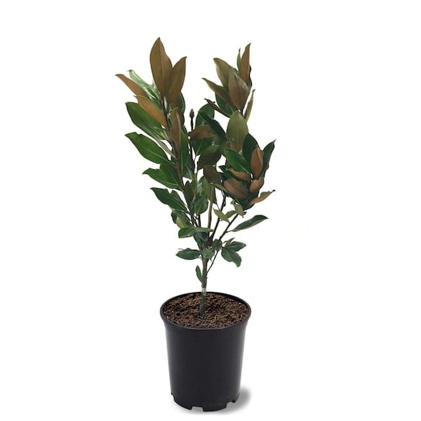 Unbranded 1 Gal. Little Gem Southern Magnolia Tree