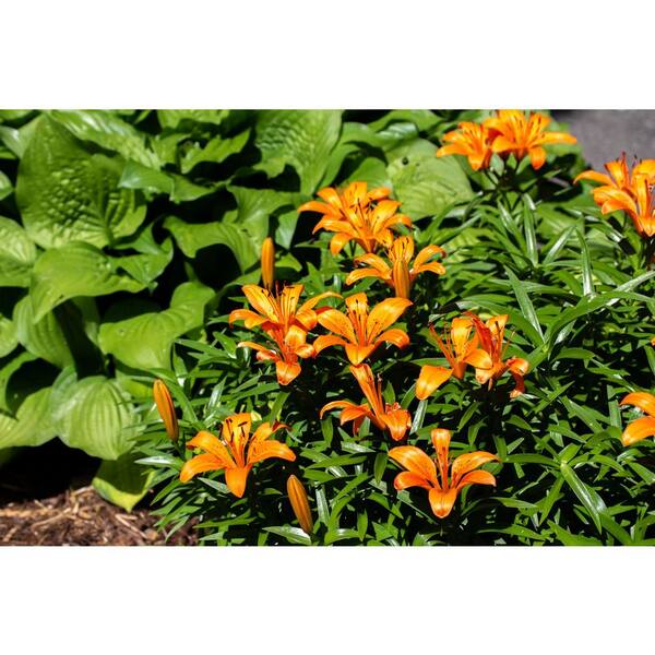 Perennial Asiatic Lily Orange 2.5 Qt. 1432 - The Home Depot