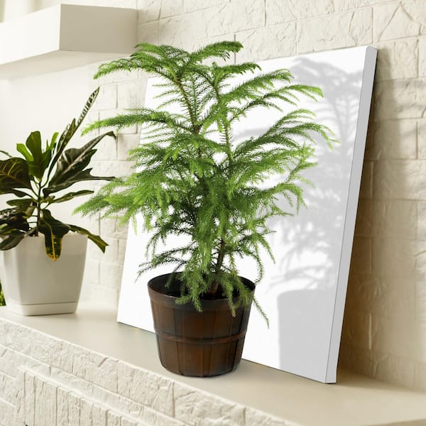 peace lily indoor plants Peace Lily Houseplant - Medium (15