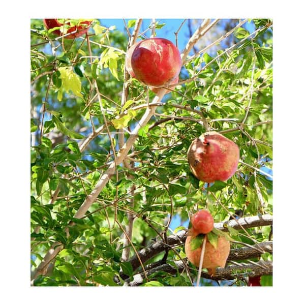 1 Gal. Wonderful Pomegranate